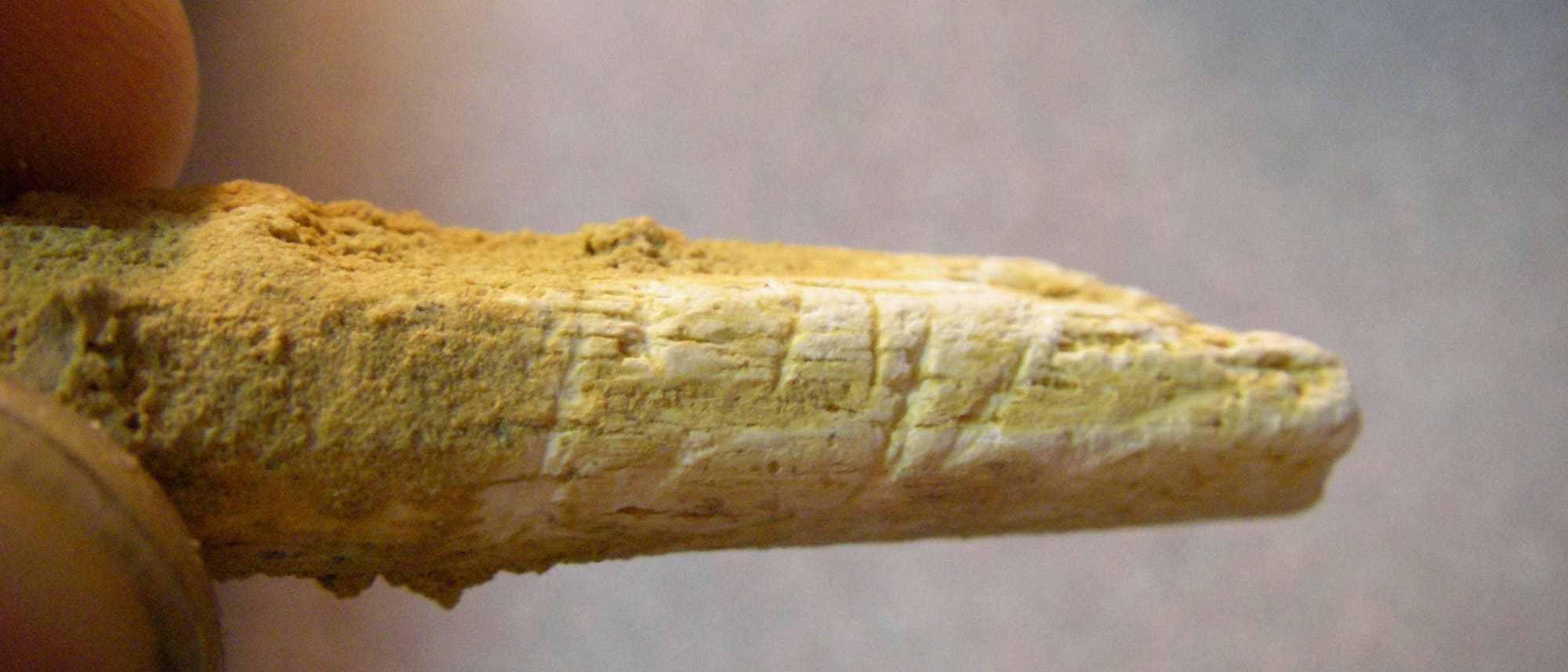 Neandertalerknochen von El Sidron