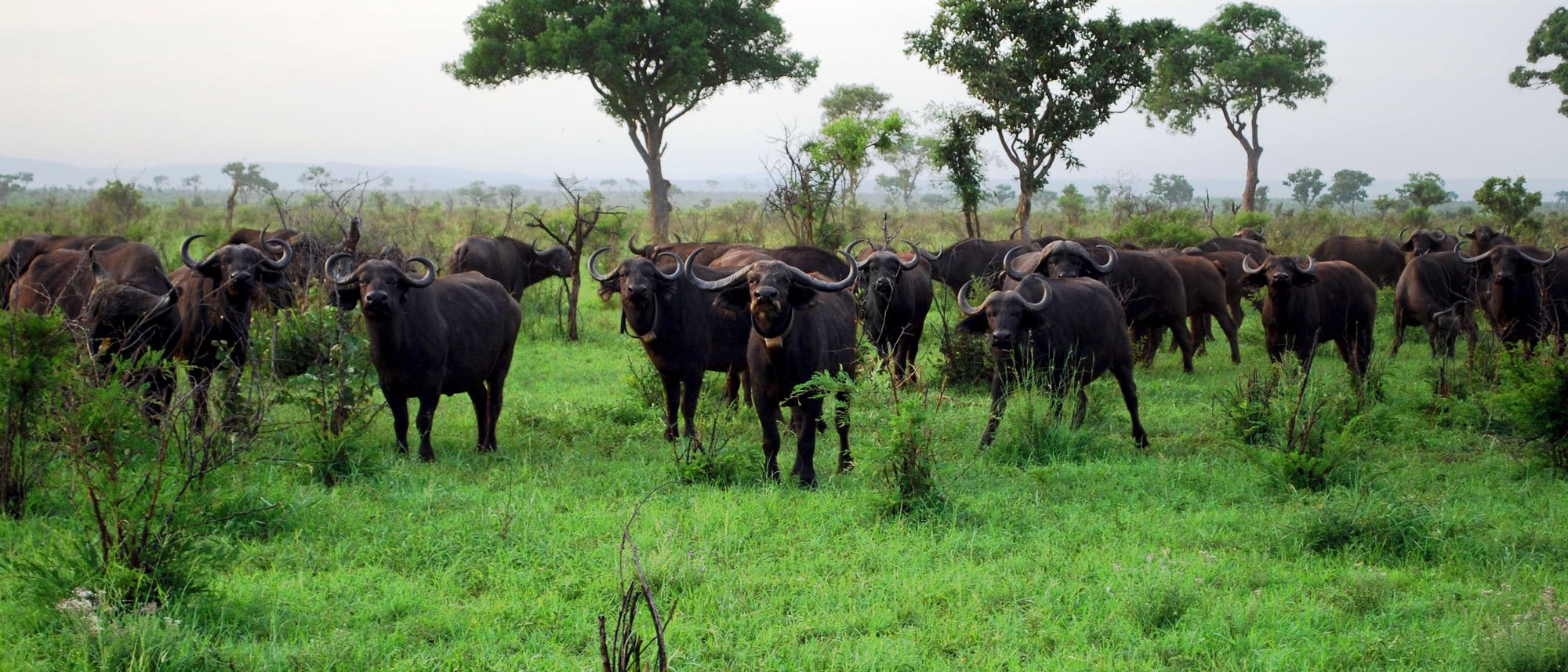 Rinderherde in Afrika