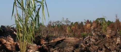 Neue Palmölplantage vor verbranntem Regenwald