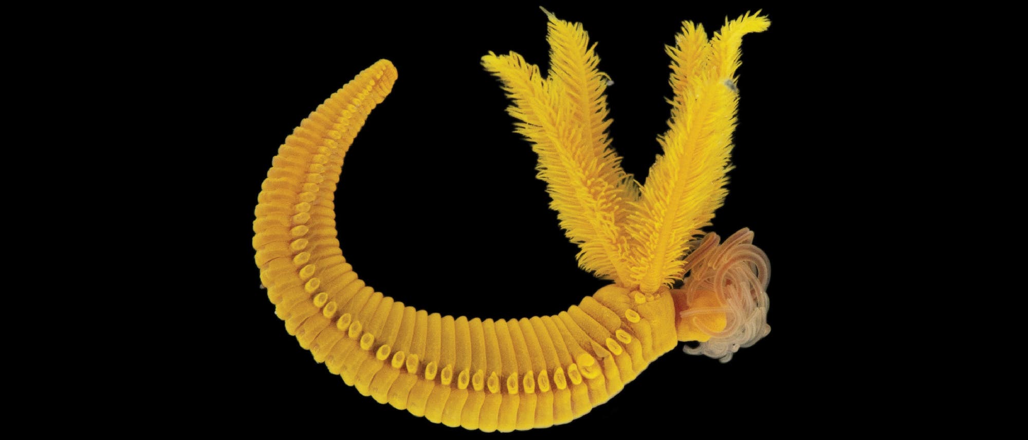 Makroaufnahme eines gelben Tiefseewurms vor schwarzem Hintergrund: Links ist der geriffelte Wurmkörper, in dessen Mitte noppenartige Punkte verlaufen. Am rechten Ende des Wurms ragen drei federartige Strukturen senkrecht nach oben, nach rechts sind ebenfalls noch faserartige Schüre zu sehen, die verquirlt wirken. Makroaufnahme eines gelben Tiefseewurms vor schwarzem Hintergrund: Links ist der geriffelte Wurmkörper, in dessen Mitte noppenartige Punkte verlaufen. Am rechten Ende des Wurms ragen drei federartige Strukturen senkrecht nach oben, nach rechts sind ebenfalls noch faserartige Schüre zu sehen, die verquirlt wirken.
