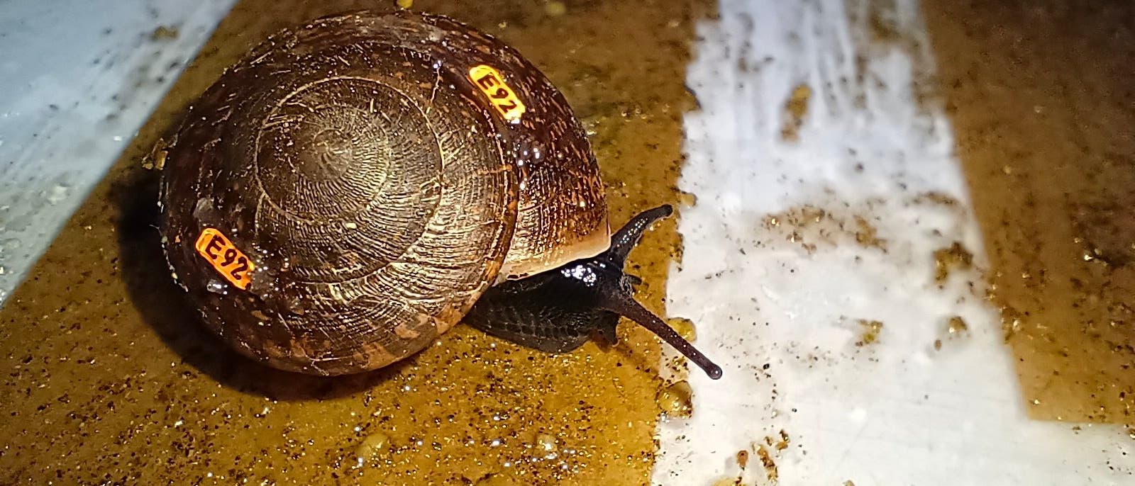 Eine Schnecke kriecht &uuml;ber eine feuchte, sandige Oberfl&auml;che. Auf ihrem Geh&auml;use sind zwei kleine, orangefarbene Etiketten mit der Beschriftung "E92" angebracht. Die Umgebung ist teilweise beleuchtet, was die Textur des Bodens und die Details des Schneckenhauses hervorhebt.
