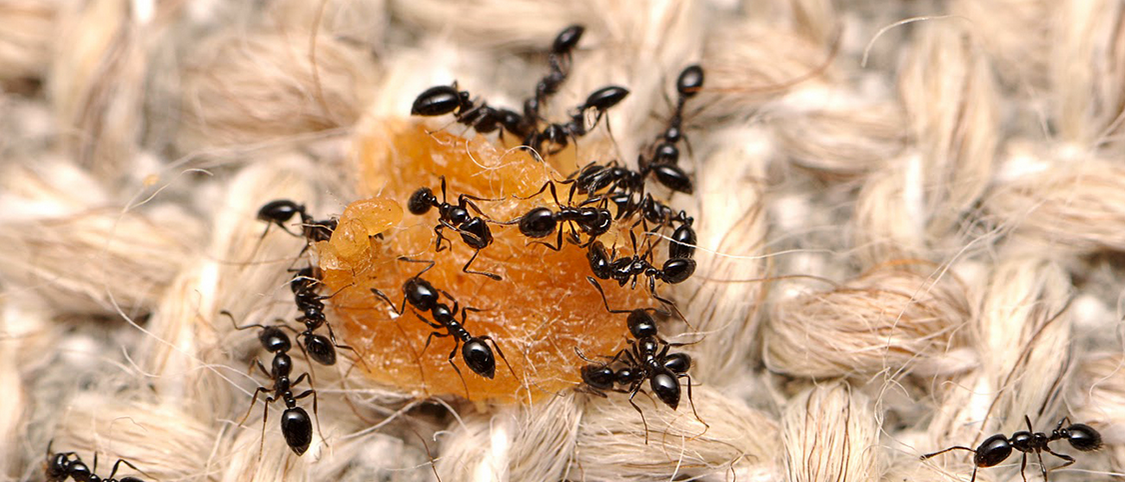 Monomorium-minimum-Ameisen haben Hunger