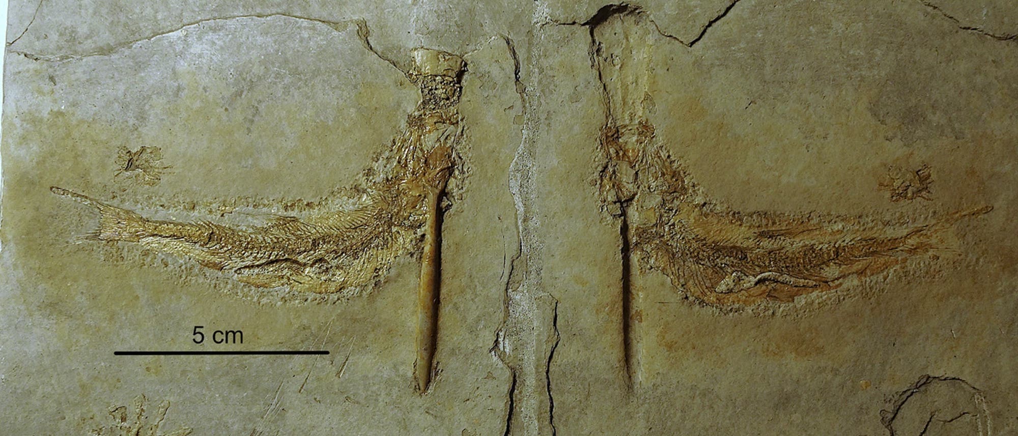 Fossil einer prähistorischen Kreatur in einer Steinplatte, die zwei symmetrische, flügelartige Strukturen zeigt. Die Oberfläche des Steins ist bräunlich und weist Risse auf. Eine Maßstabsleiste von 5 cm ist sichtbar. Die Textur des Fossils ist detailliert und zeigt feine Linien und Muster. Fossil einer prähistorischen Kreatur in einer Steinplatte, die zwei symmetrische, flügelartige Strukturen zeigt. Die Oberfläche des Steins ist bräunlich und weist Risse auf. Eine Maßstabsleiste von 5 cm ist sichtbar. Die Textur des Fossils ist detailliert und zeigt feine Linien und Muster.