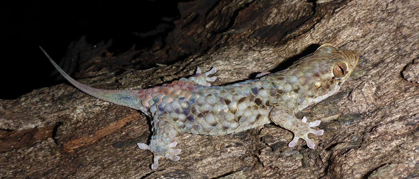 Ein kleiner Gecko mit großen Schuppen
