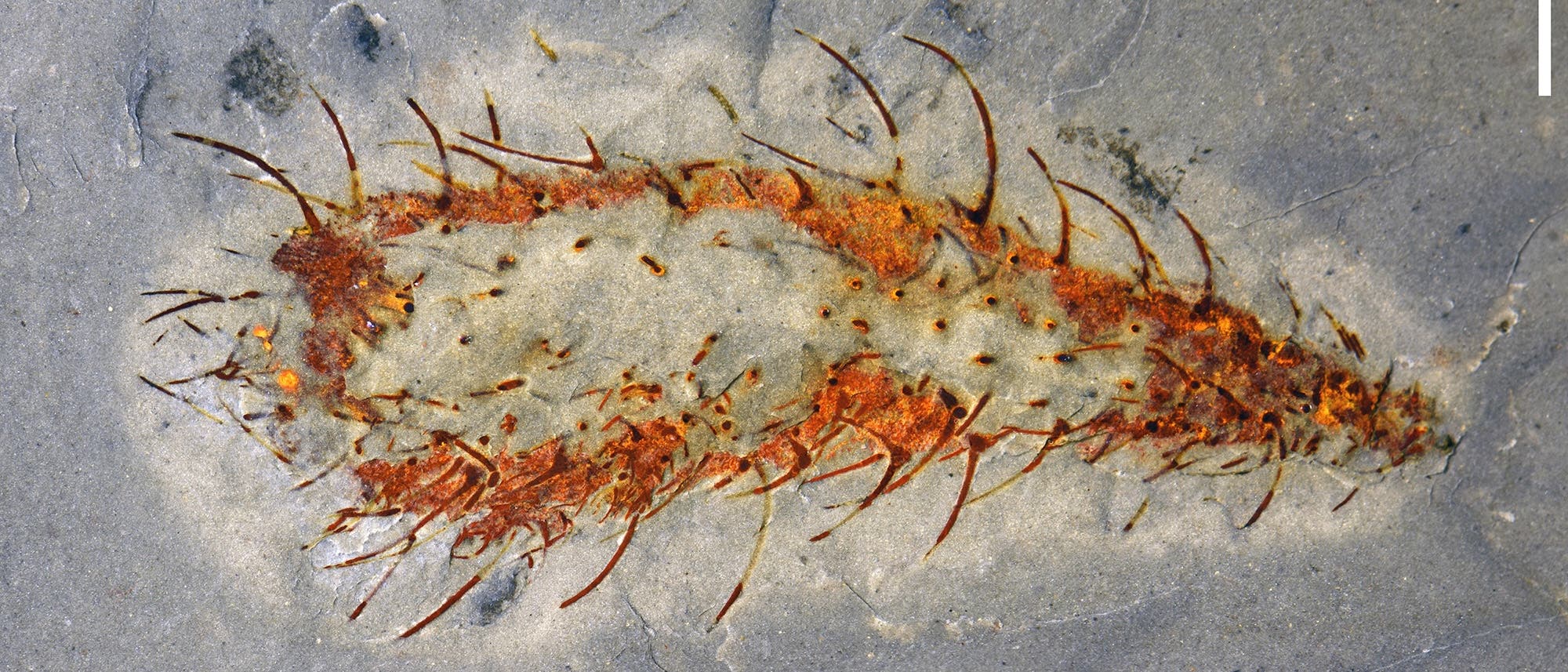 Fossil eines urzeitlichen Meeresbewohners in grauem Gestein eingebettet. Das Fossil zeigt eine längliche Form mit zahlreichen stachelartigen Strukturen, die in einem rötlich-braunen Farbton hervortreten. Eine weiße Skala am rechten Rand dient als Größenreferenz. Fossil eines urzeitlichen Meeresbewohners in grauem Gestein eingebettet. Das Fossil zeigt eine längliche Form mit zahlreichen stachelartigen Strukturen, die in einem rötlich-braunen Farbton hervortreten. Eine weiße Skala am rechten Rand dient als Größenreferenz.