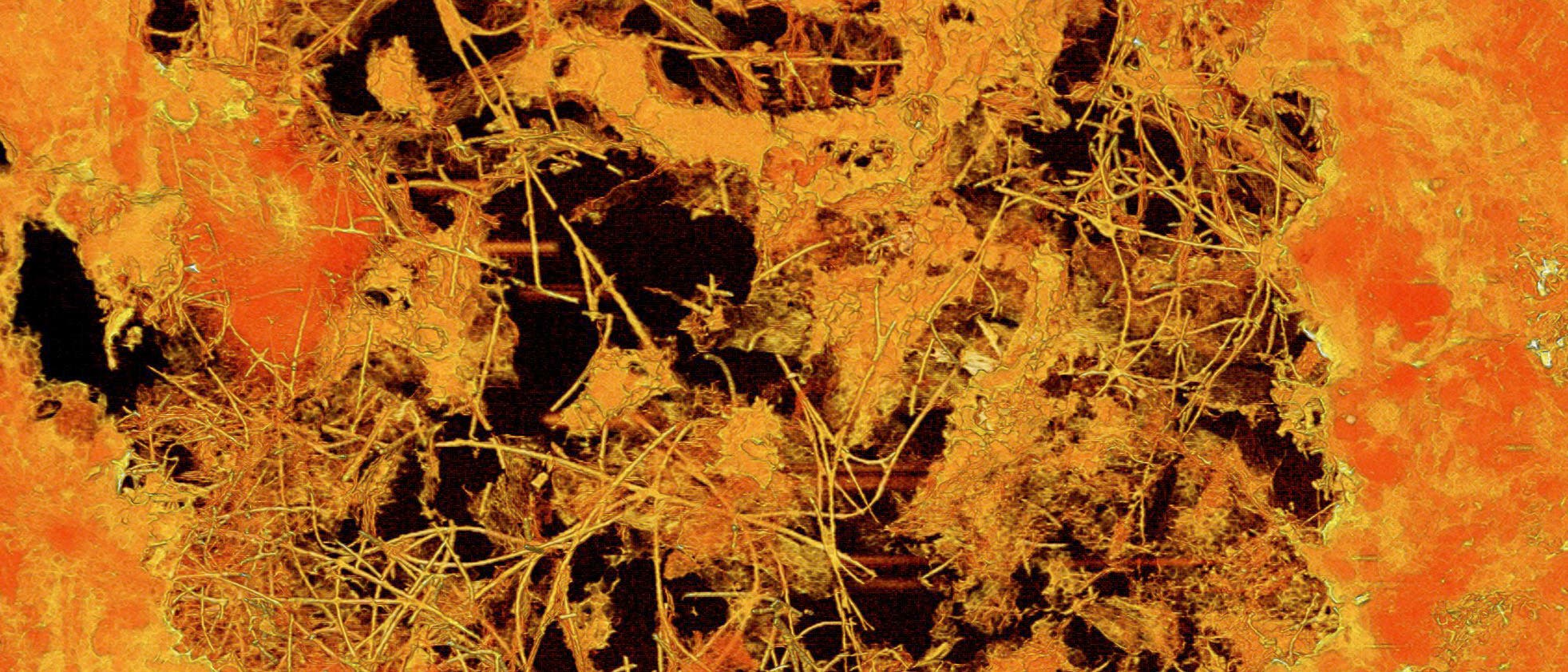 Röntgentomografische Abbildung des fossilen Pilzgeflechts in der etwa 0,8 Millimeter messenden Pore. Die Fossilien sind in Mineralen eingeschlossen, die Jahrmillionen nach der Entstehung des umgebenden Basalts aus zirkulierenden Tiefenwässern auskristallisierten.