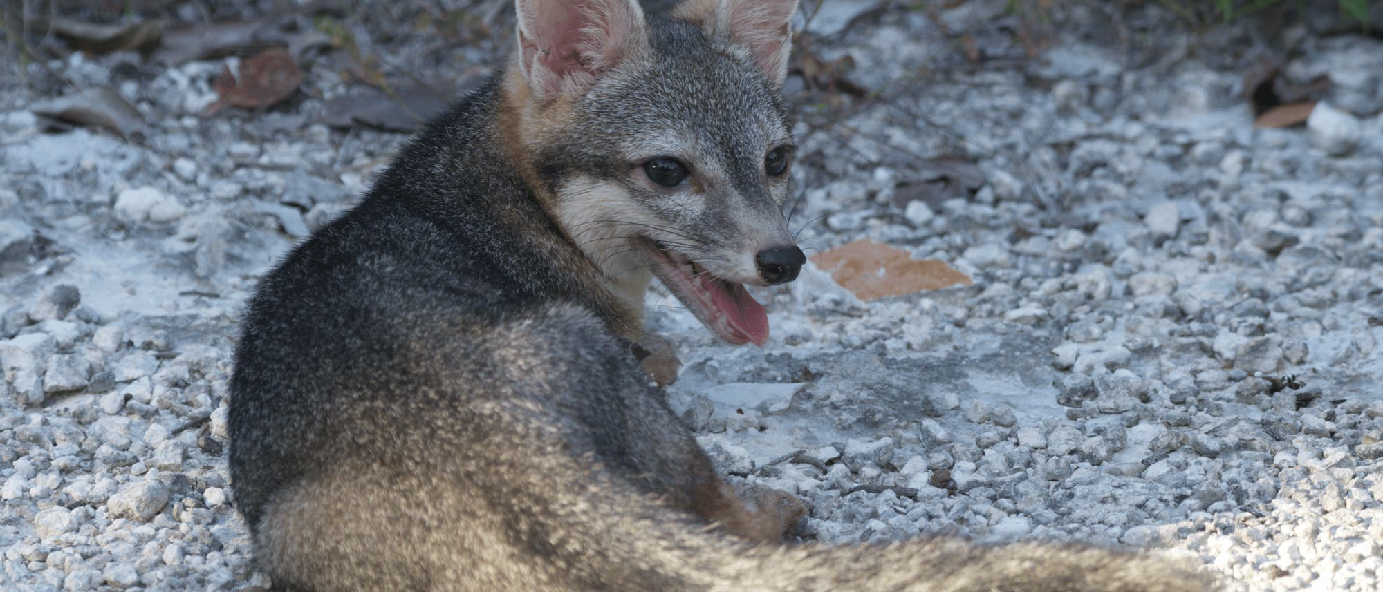 Ein kleiner, grauer Fuchs sitzt auf einem steinigen Boden und blickt über die Schulter zurück zur Kamera. Sein Maul ist leicht geöffnet, und seine großen Ohren sind aufmerksam aufgerichtet. Im Hintergrund sind einige Blätter und Gras zu sehen. Ein kleiner, grauer Fuchs sitzt auf einem steinigen Boden und blickt über die Schulter zurück zur Kamera. Sein Maul ist leicht geöffnet, und seine großen Ohren sind aufmerksam aufgerichtet. Im Hintergrund sind einige Blätter und Gras zu sehen.