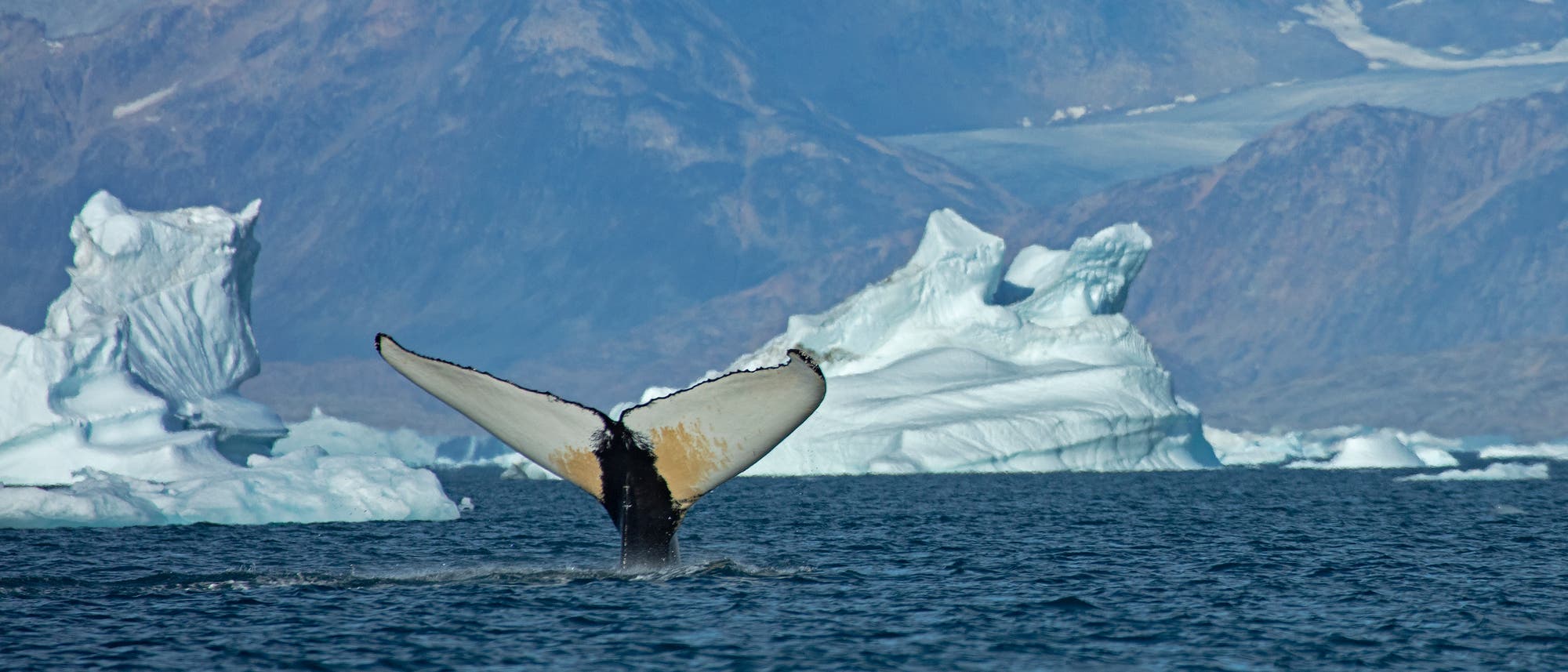 Eine Walflosse ragt aus dem Wasser in einer arktischen Landschaft. Im Hintergrund sind mehrere Eisberge und schneebedeckte Berge zu sehen. Die Szene vermittelt eine ruhige und majestätische Atmosphäre der Natur. Eine Walflosse ragt aus dem Wasser in einer arktischen Landschaft. Im Hintergrund sind mehrere Eisberge und schneebedeckte Berge zu sehen. Die Szene vermittelt eine ruhige und majestätische Atmosphäre der Natur.