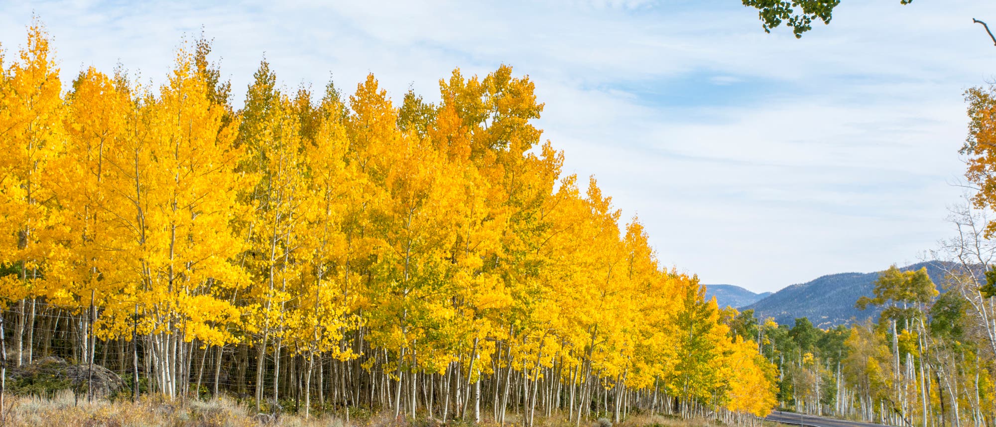 Zitterpappelwald im US-Bundesstatt Utah