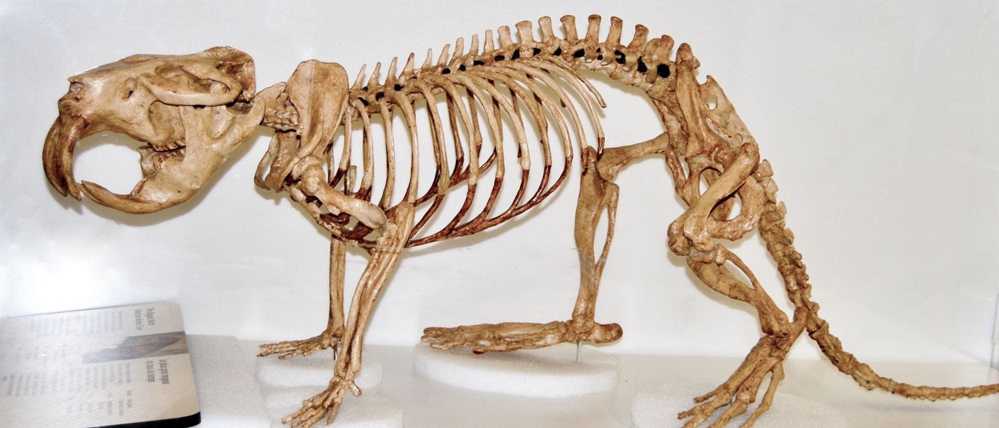 Skelett eines Riesenbibers