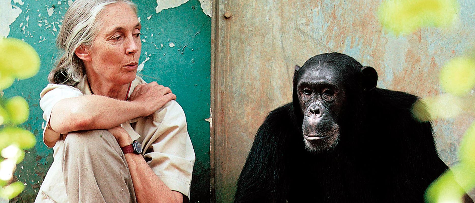 Jane Goodall und Schimpanse Freud