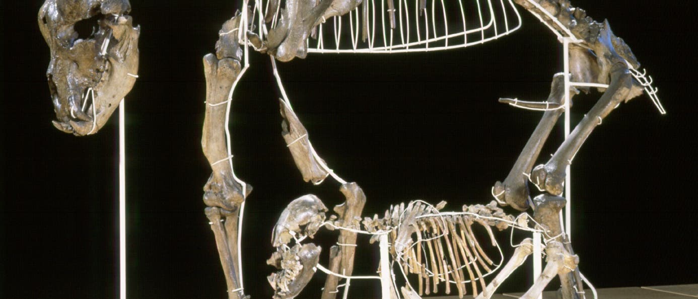 Zwei Skelette von Höhlenbären, mit Drahtgestellen aufgerichtet
