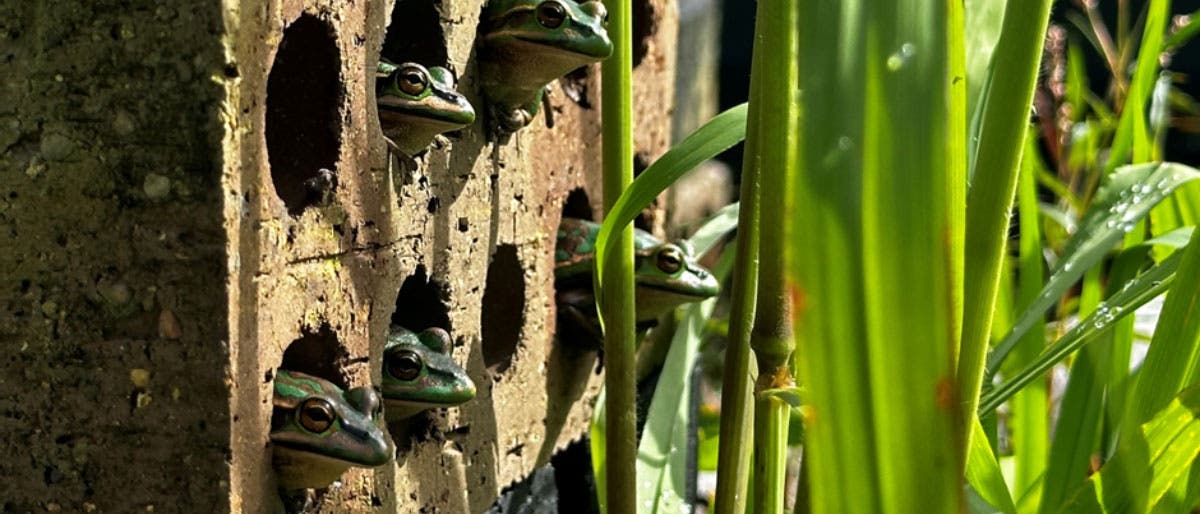Mehrere grüne Frösche schauen aus einem graubraunen Block mit runden Löchern nach rechts, wo mehrere Pflanzen stehen.