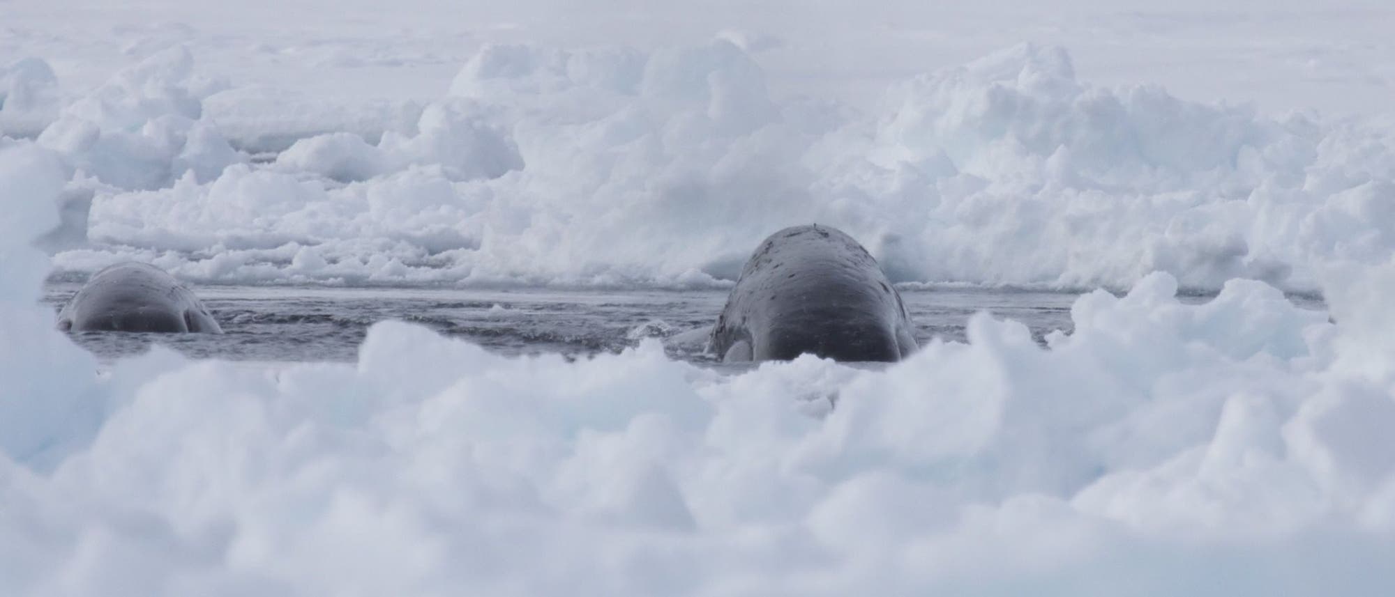 Grönlandwal an einem Eisloch