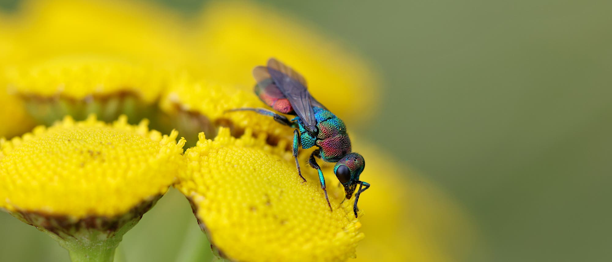 Eine schillernde, metallisch glänzende Wespe sitzt auf einer gelben Blüte. Die Wespe hat einen blau-grünen Körper mit rötlichen Flügeln. Der Hintergrund ist unscharf und grün, was den Fokus auf die Wespe und die Blüte lenkt.