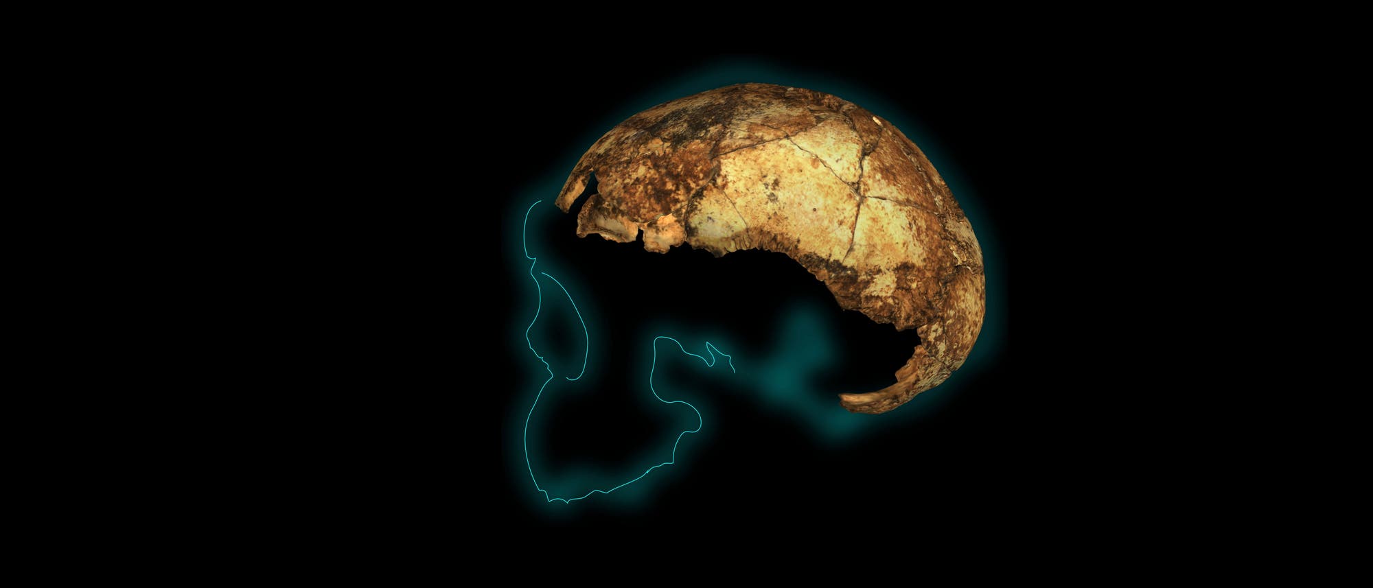 Der Schädel, der einem Homo erectus gehört haben könnte