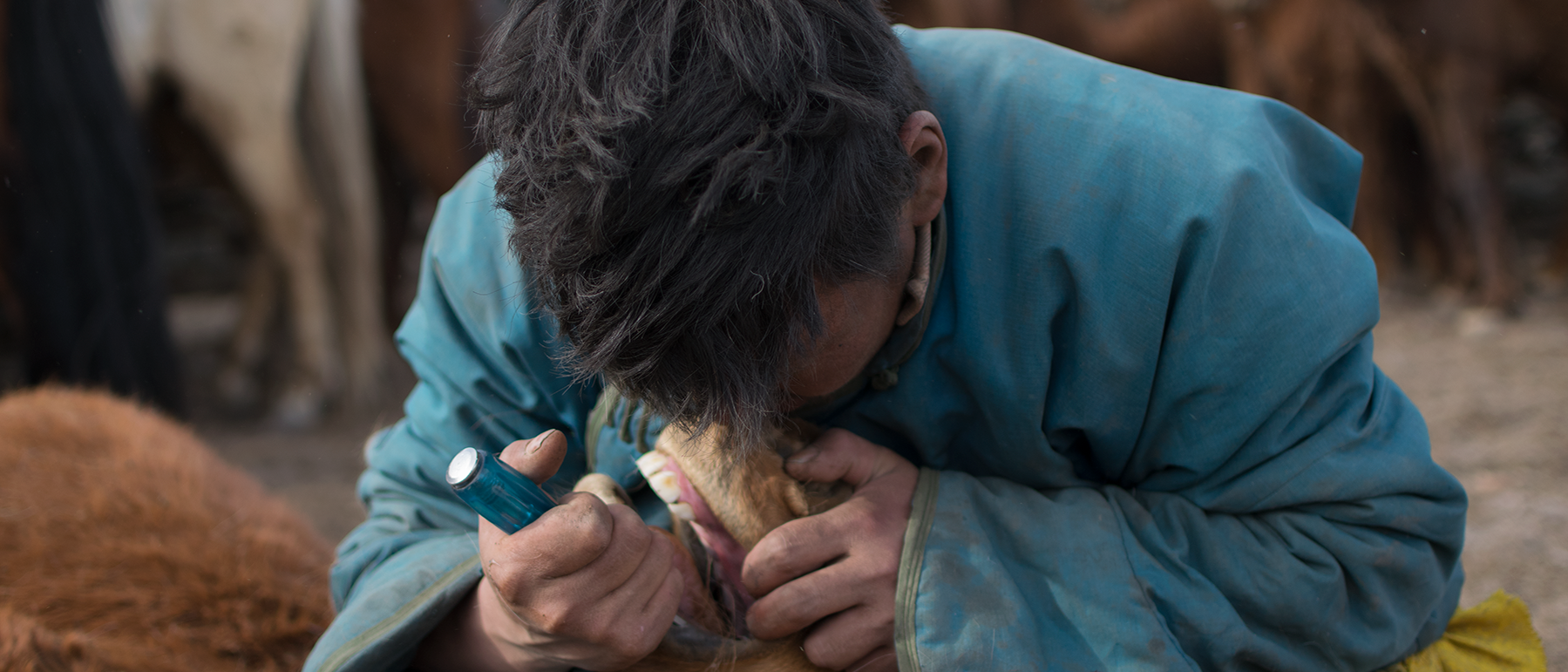 Mongolischer Hirte entfernt Wolfszähne mit einem Schraubenzieher