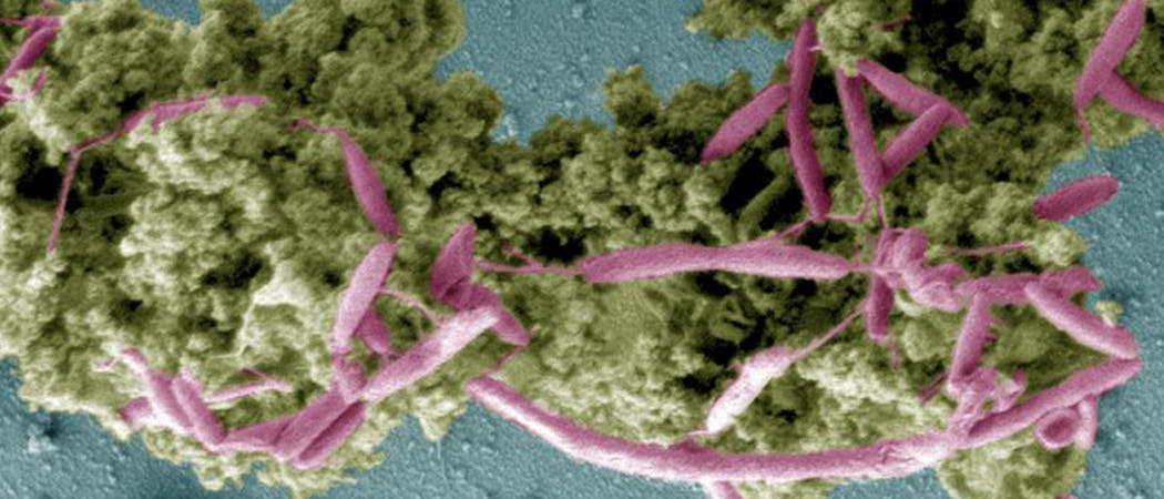 Campylobacter-Bakterien (rosa) auf Nährmedium