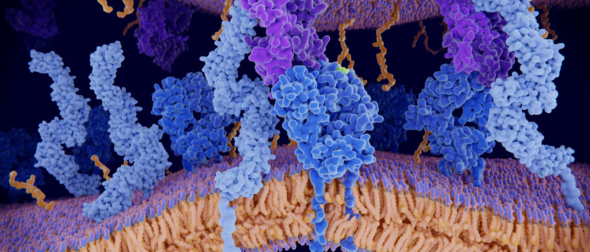 Die Struktur von Proteinen entscheidet über ihre Interaktionen in der Zelle