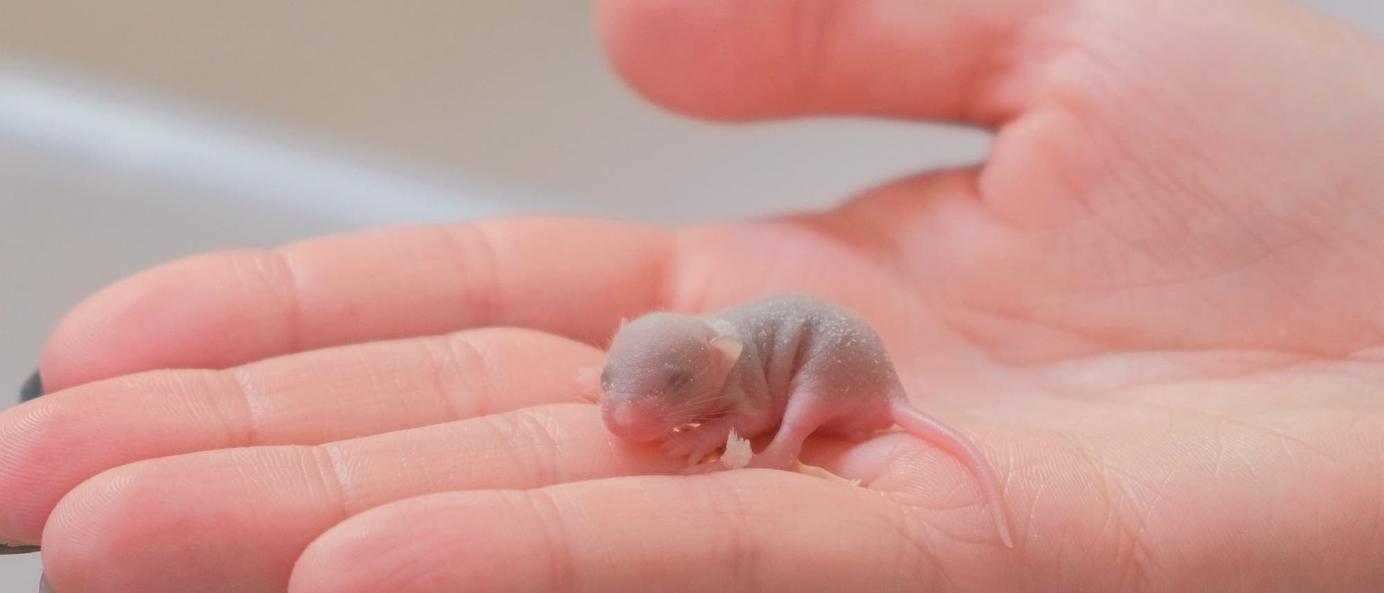 Ein Mäuse-Baby sitzt auf einer menschlichen Hand