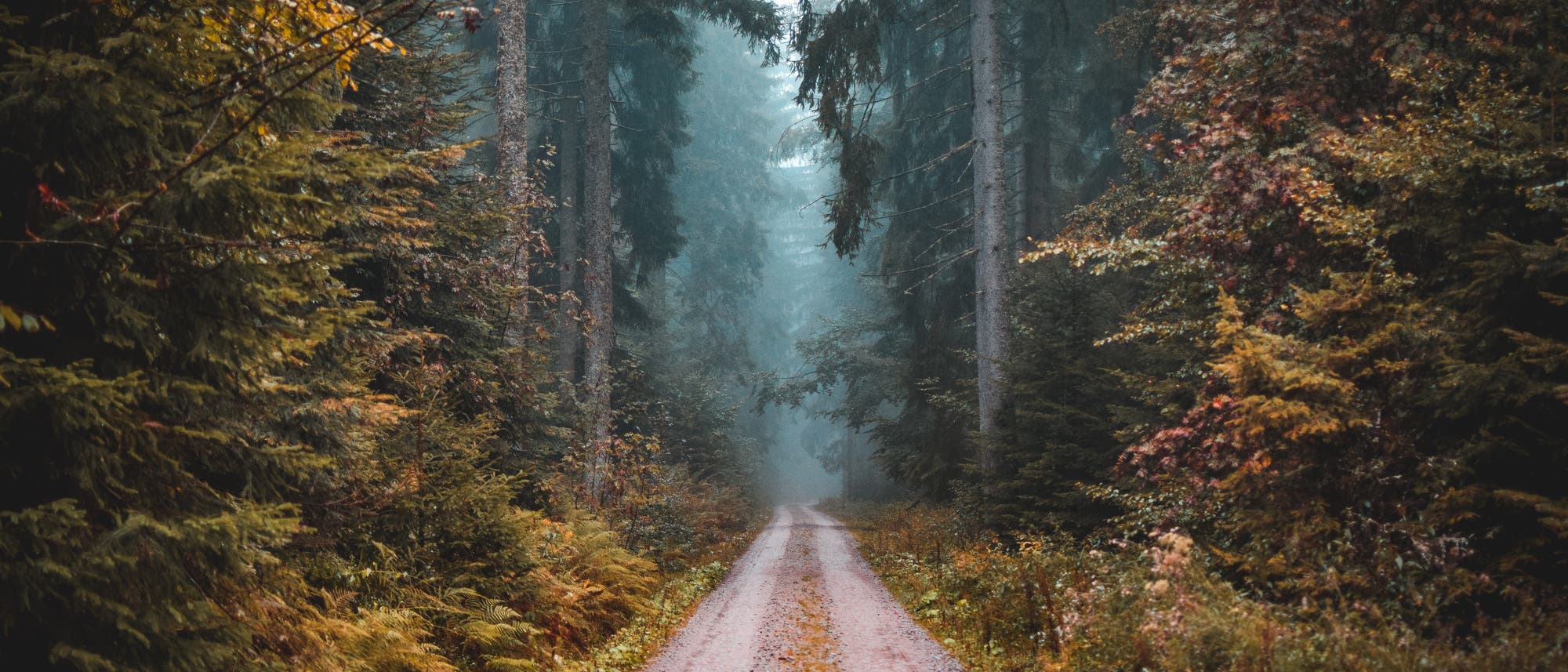 Eine Fahrstraße durch einen dunklen, dichten Wald