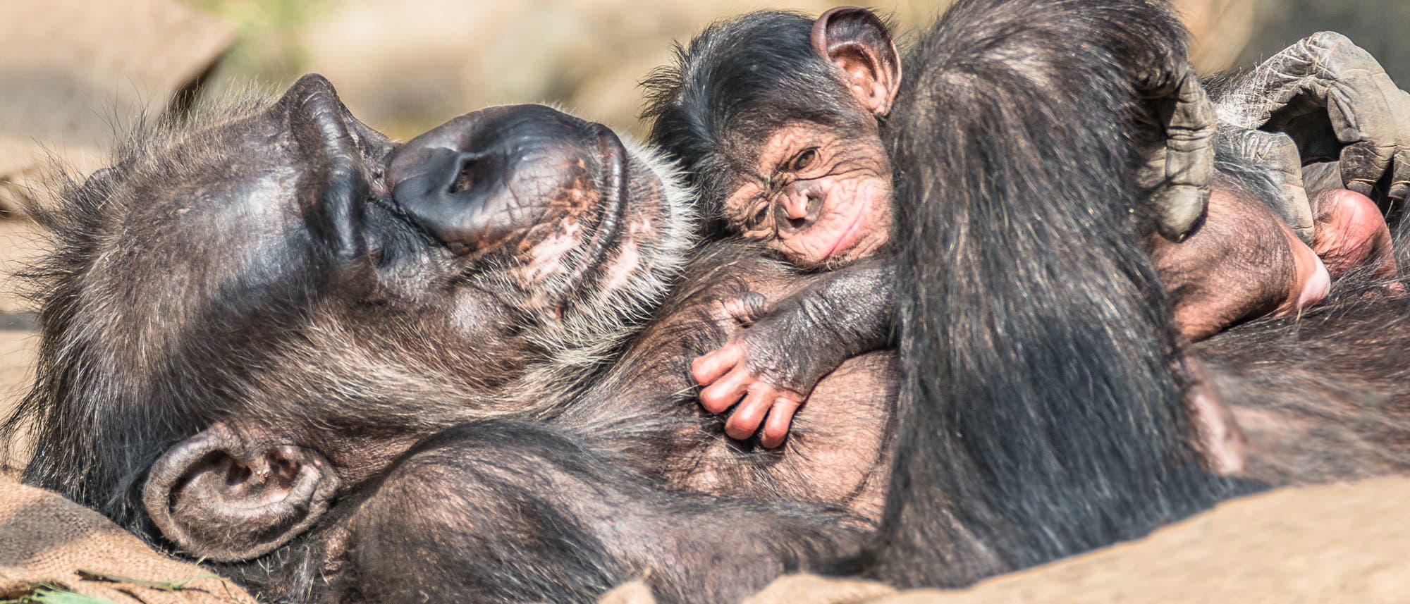 Schimpansin hält Baby im Arm