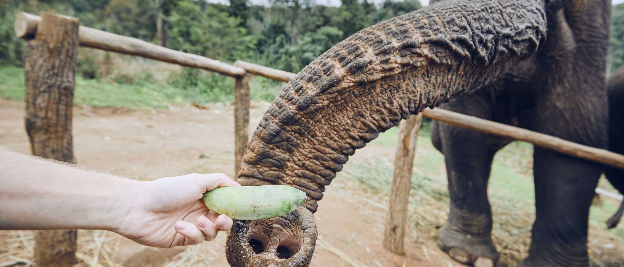 Elefant frisst Banane
