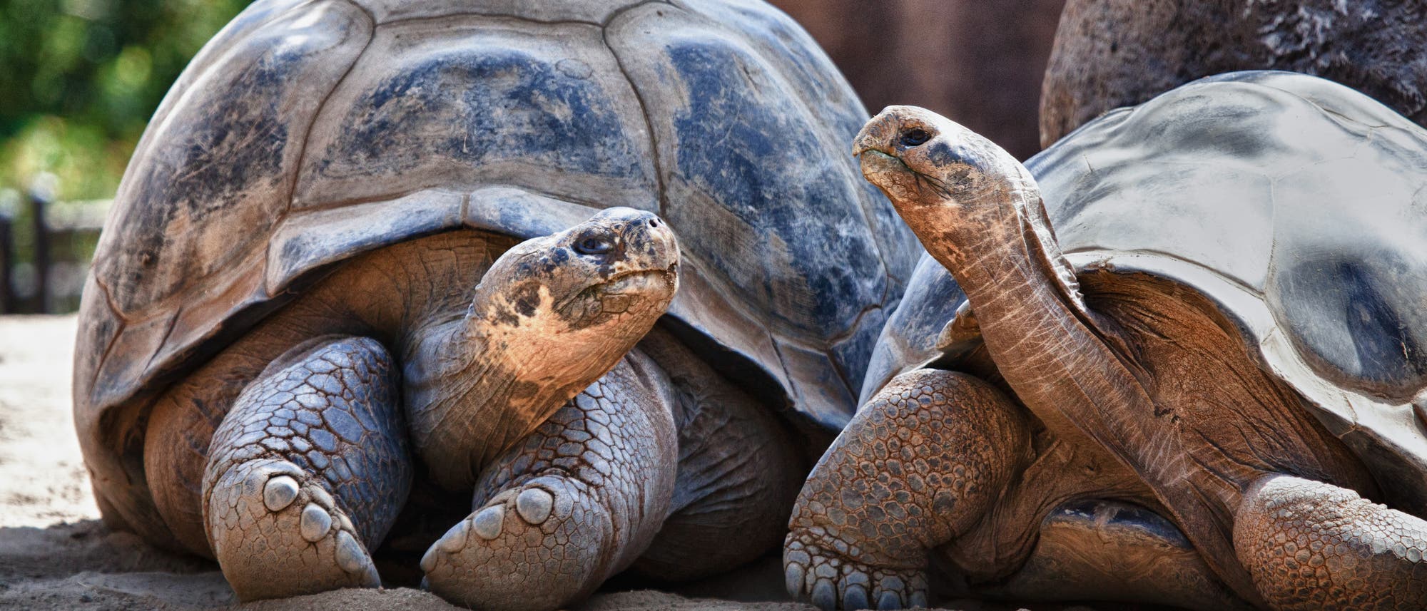 Zwei Galapagos-Schildkröten schauen sich an.