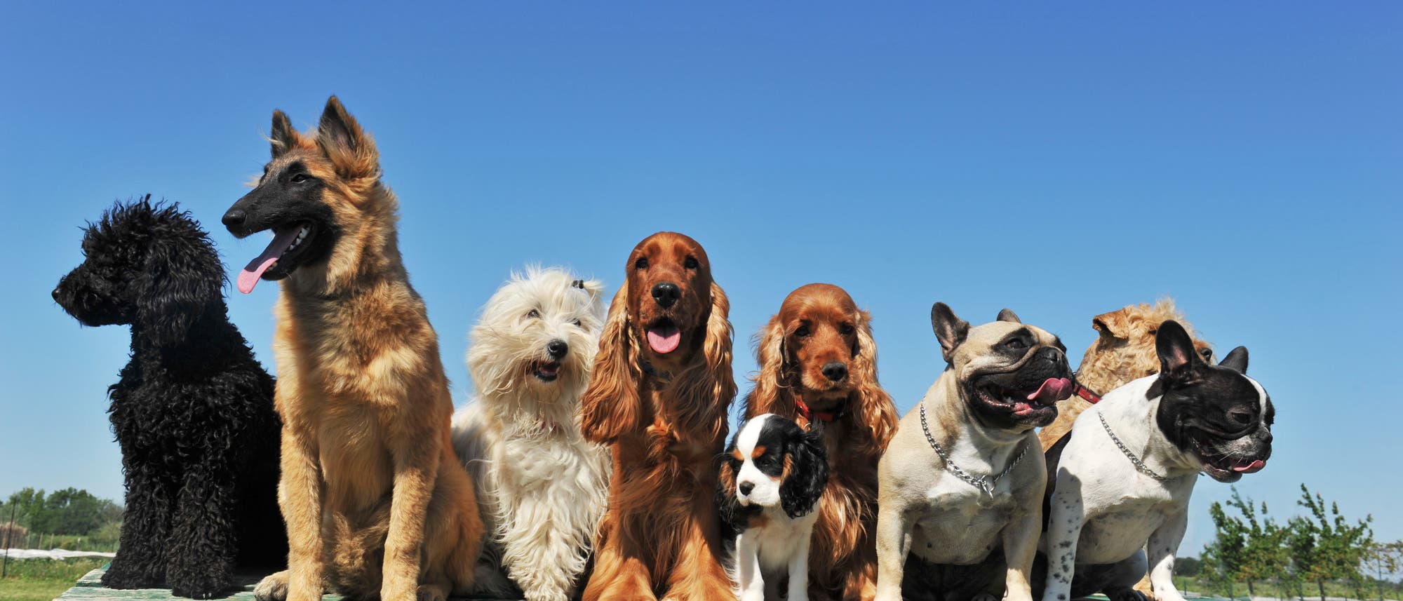 Verschiedene Hunderassen stehen bei schönem Wetter auf einem Podest