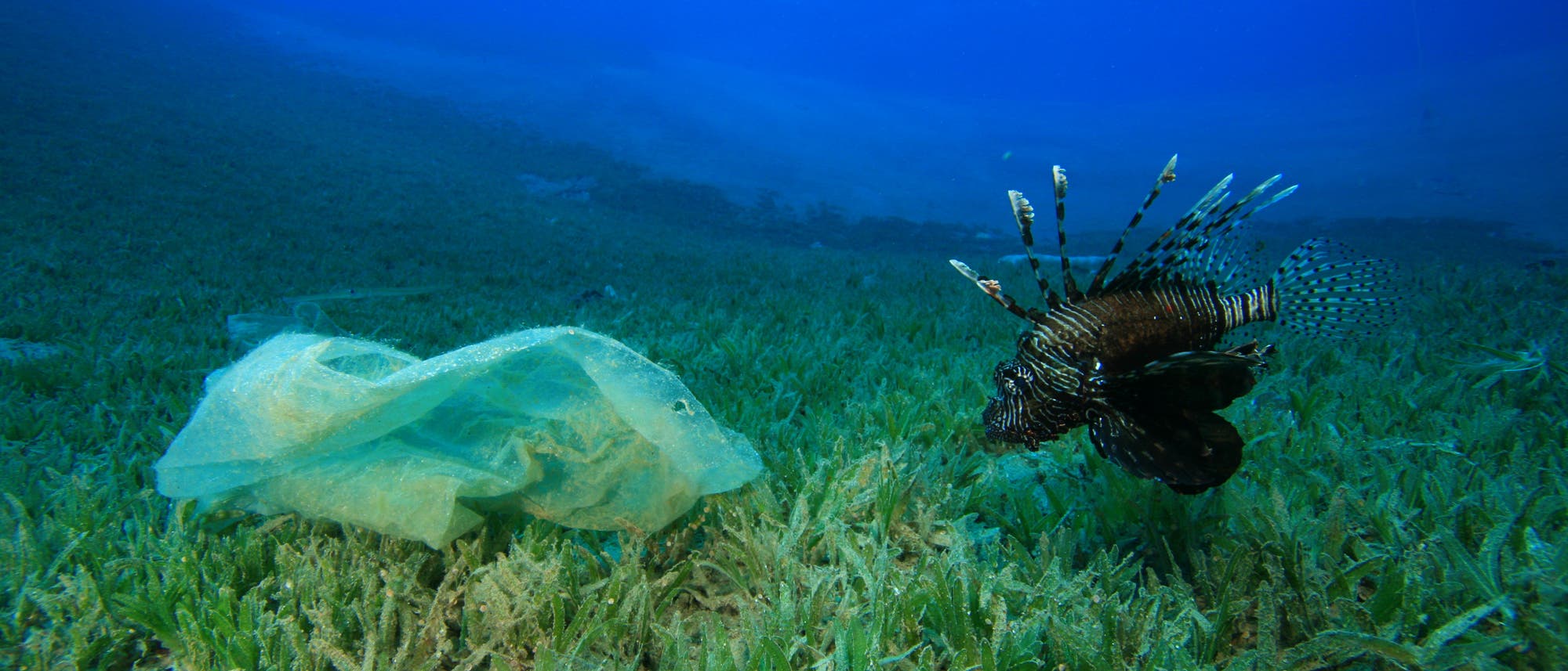 Feuerfisch inspiziert Plastiktüte im Meer (Symbolbild)
