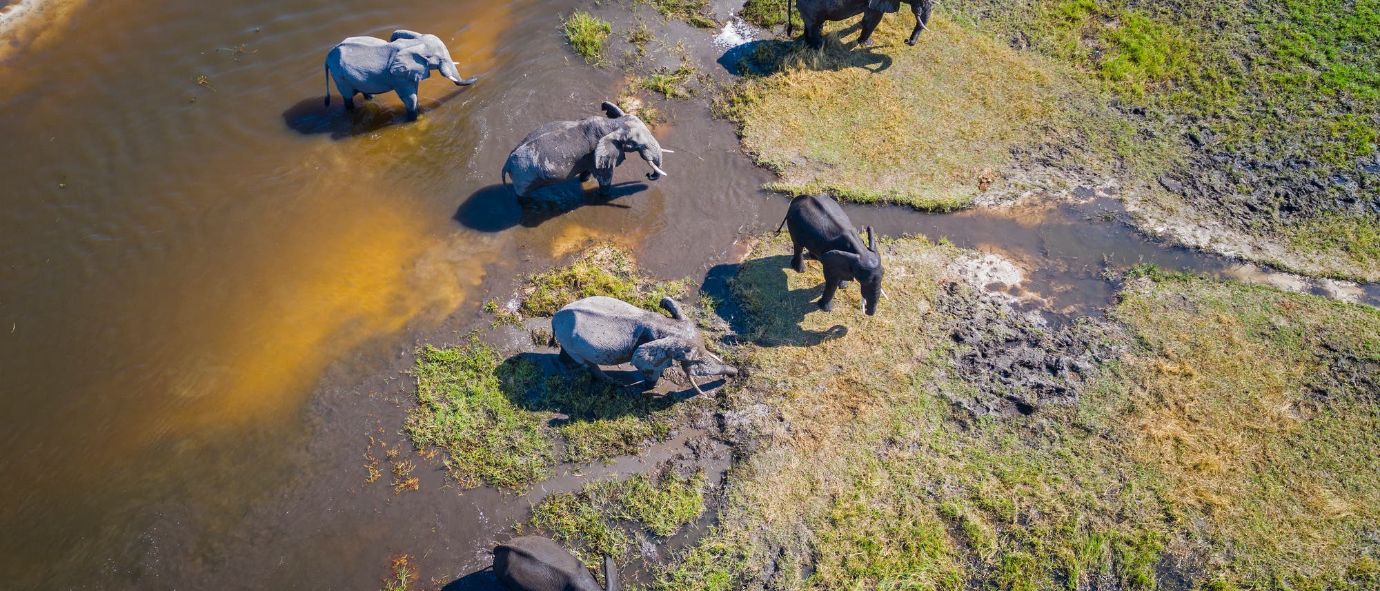 Elefanten im Moremi-Naturpark im Okavango-Delta