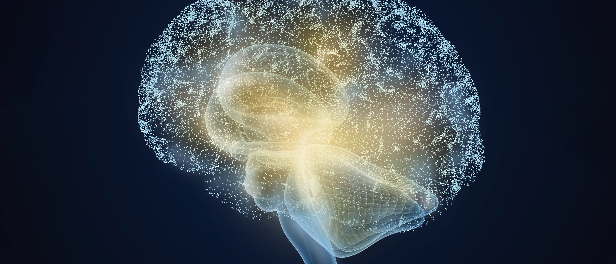 Menschliches Gehirn-Modell mit Thalamus