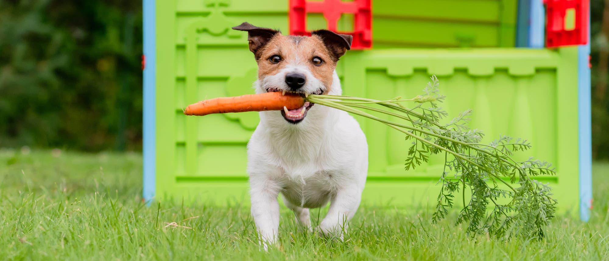 Hund mit Karotte