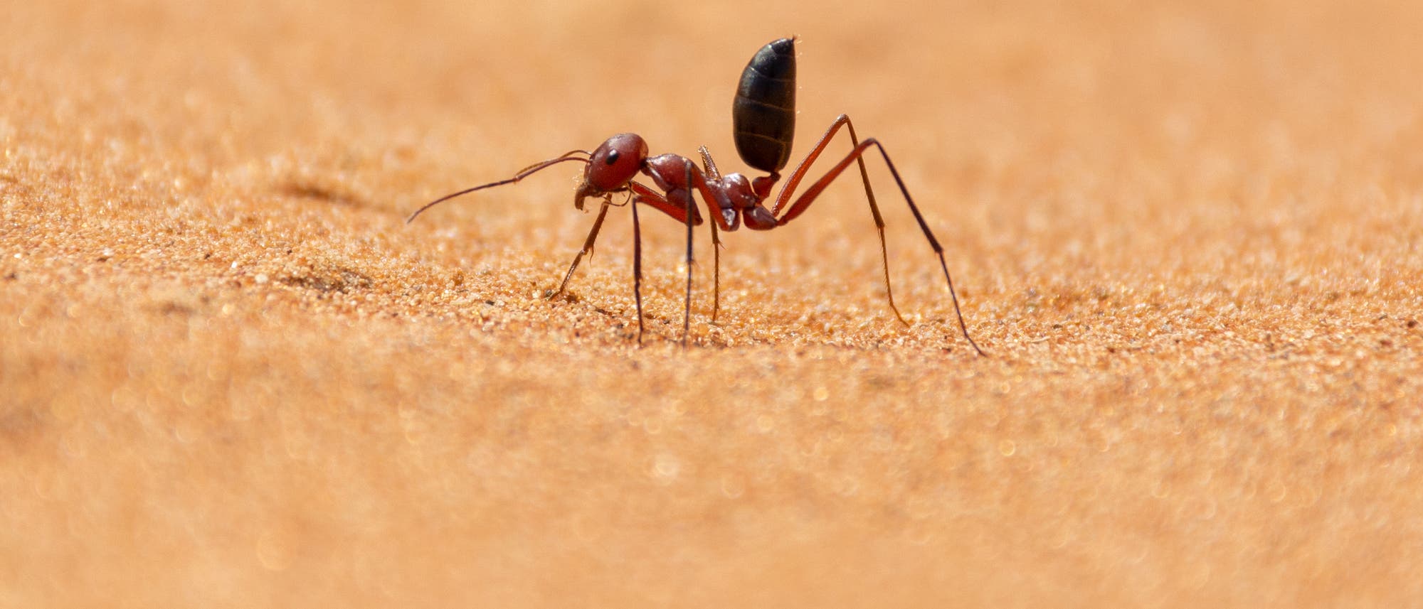 Eine Ameise auf Sand.