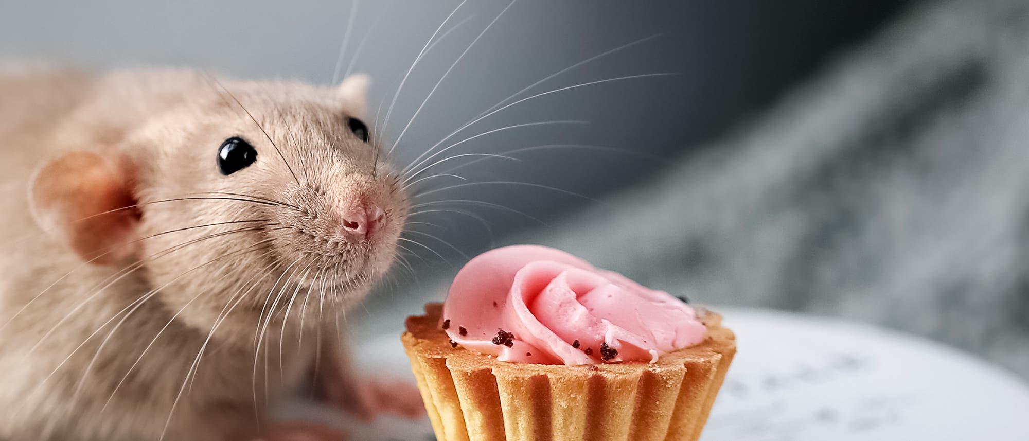 Maus mit Cupcake