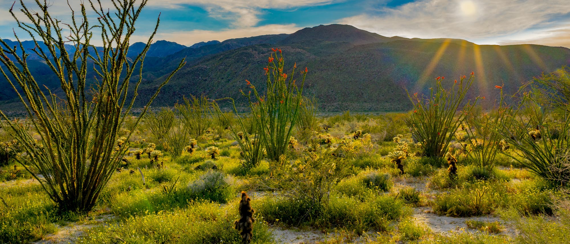 Arten- und pflanzenreiche Sonora-Wüste im Anza-Borrega-Schutzgebiet