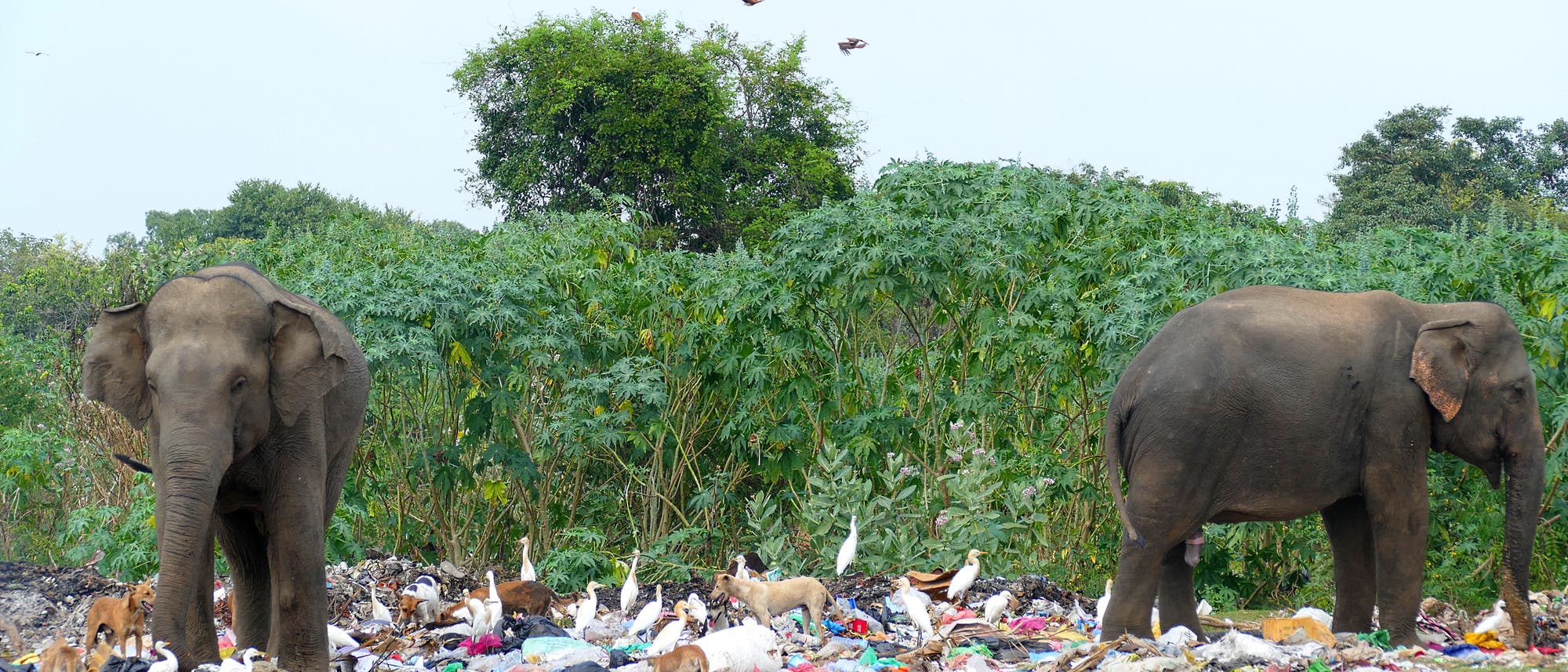 Elefanten auf einer Müllhalde
