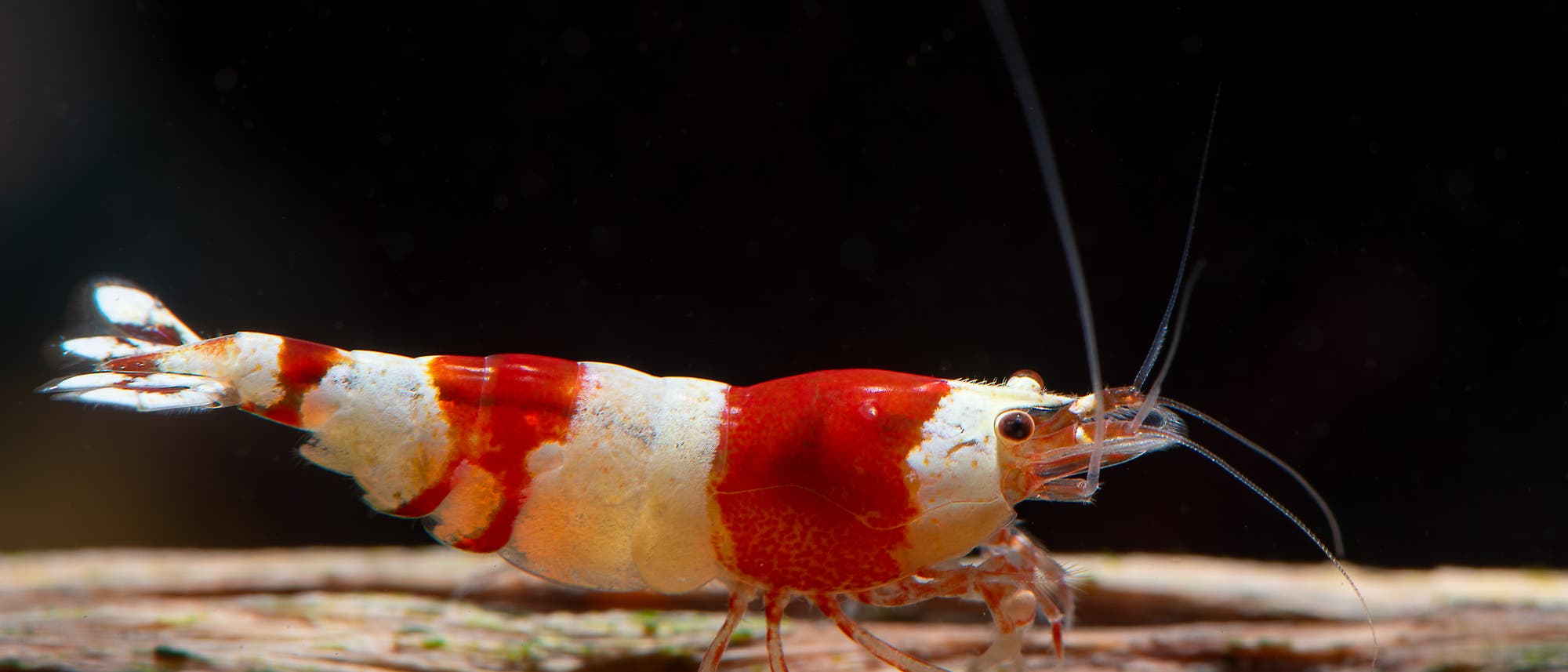 Eine rot-weiß gestreifte Süßwassergarnele in ihrem Habitat.