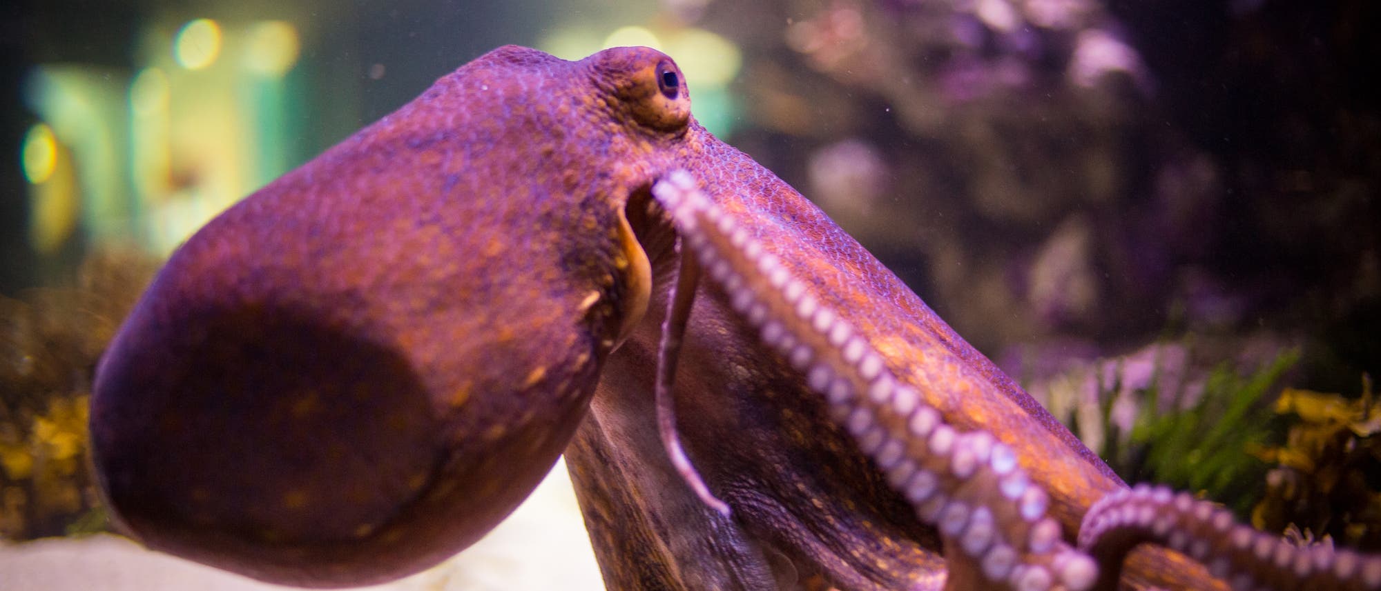 Oktopus im Aquarium.