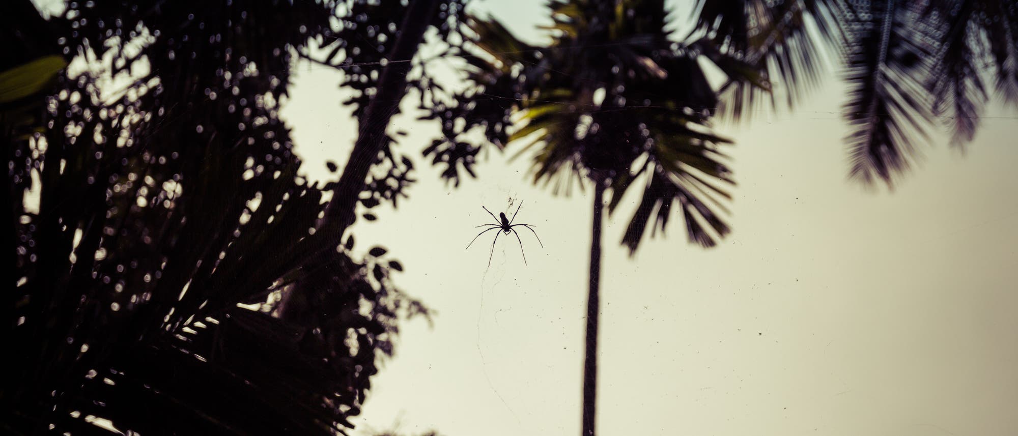 Mientras buscan arañas: las arañas que se alimentan de arañas tienden una trampa tentadora en la red