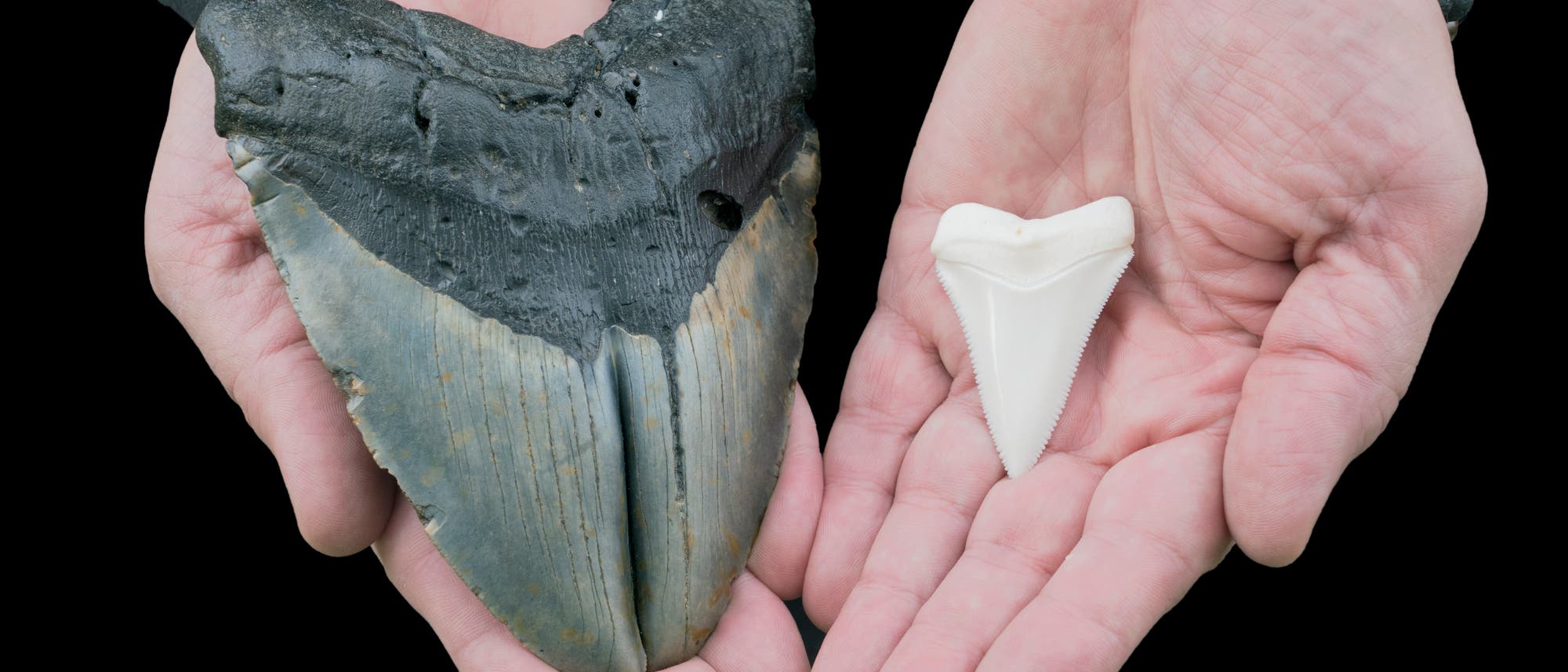 Zahn eines Megalodons (links) im Vergleich zum Zahn eines Weißen Hais
