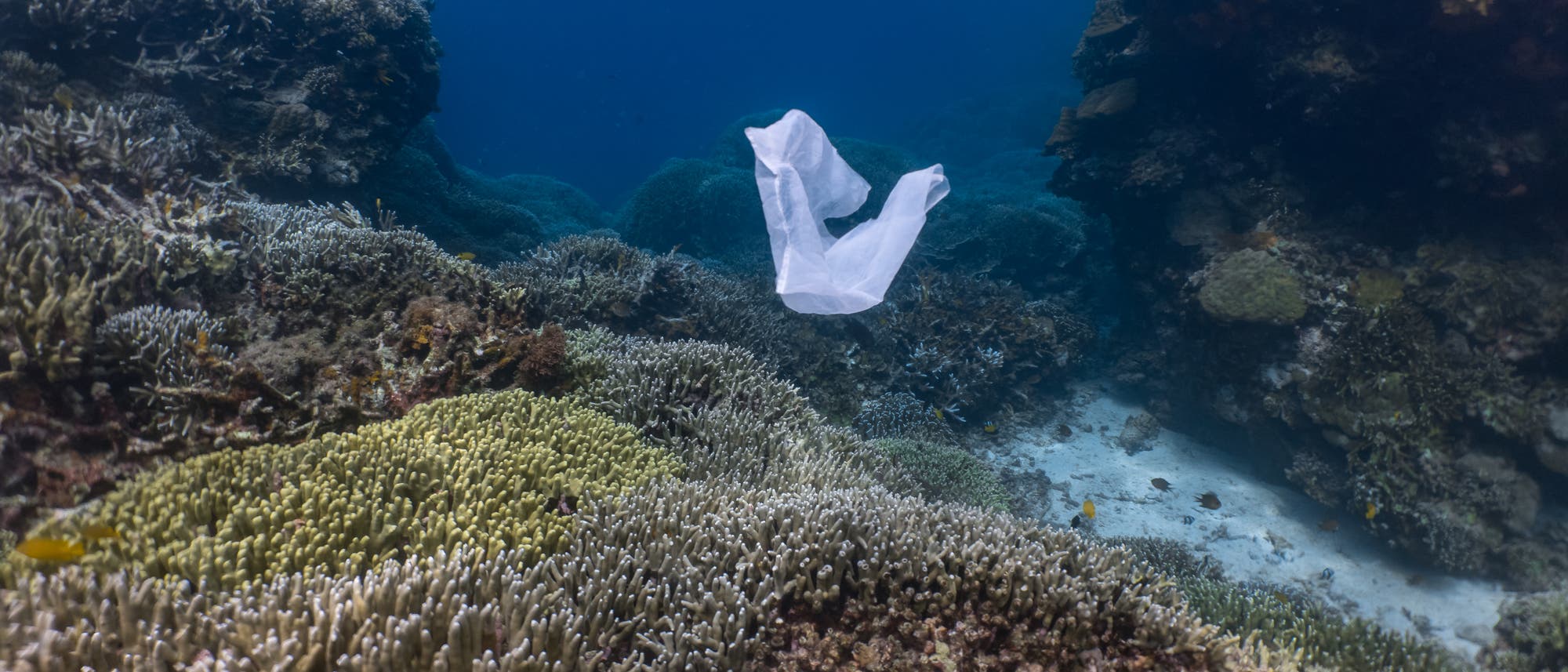 Plastiktüte treibt im Meer (Symbolbild)