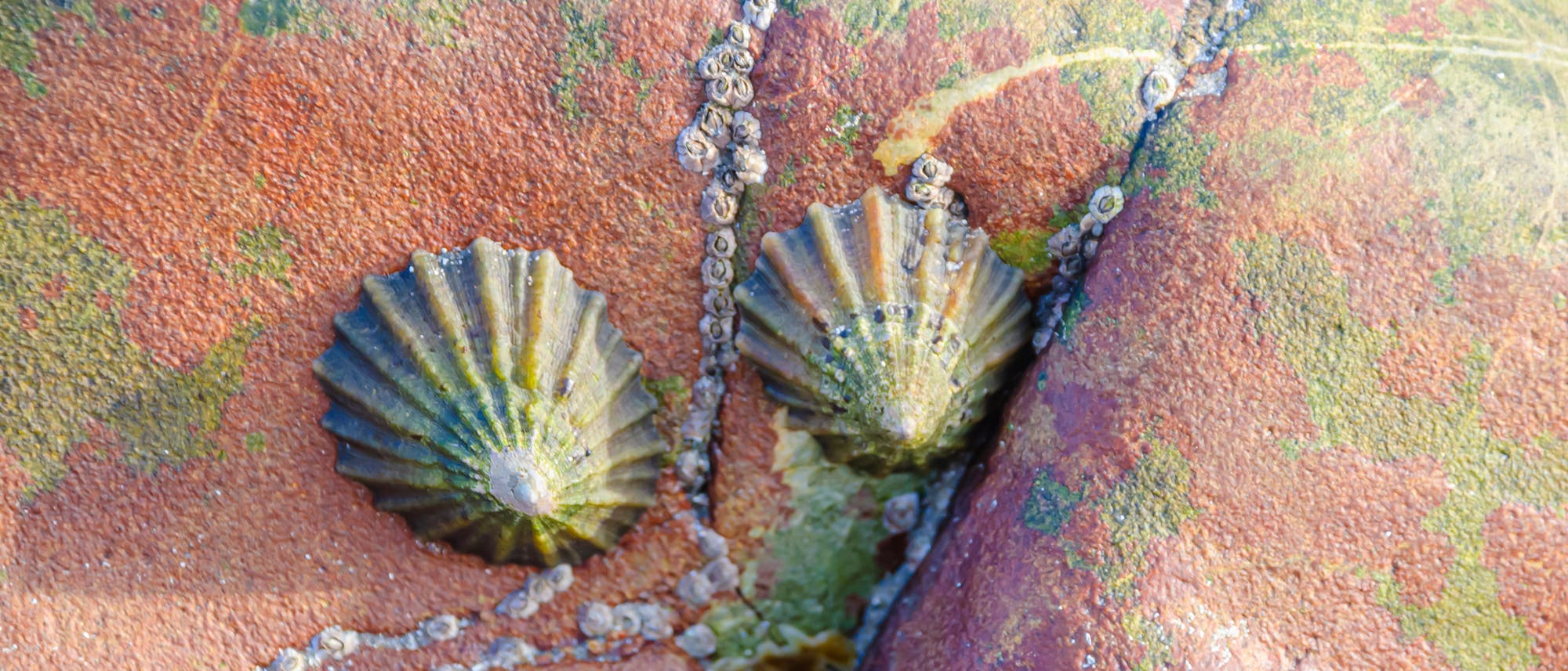 Zwei Napfschnecken der Art Paella vulgata haften samt Gefolge aus Seepocken an einem Felsen.