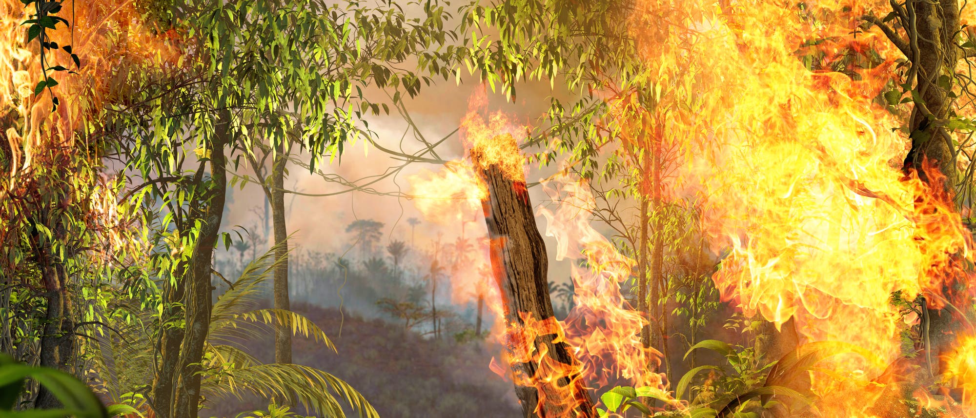 Brennender Regenwald im Amazonasgebiet.