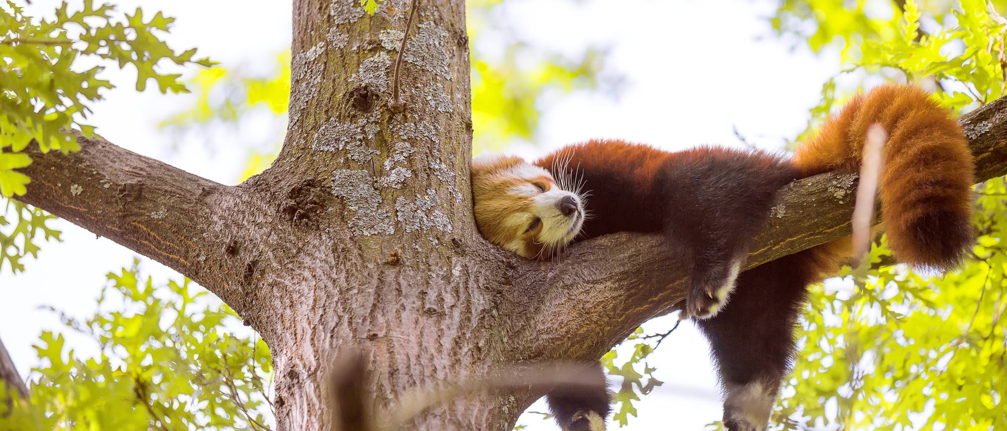 Kleiner Panda ruht sich aus