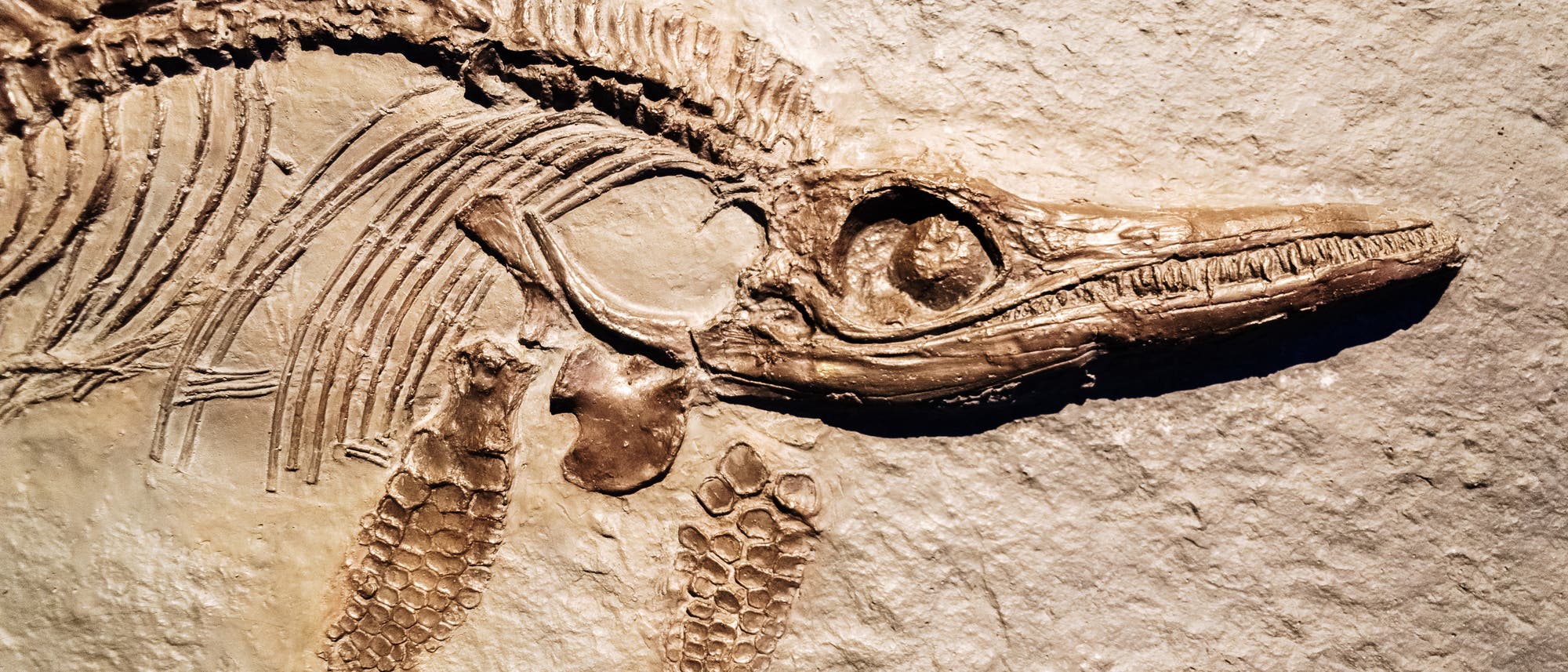 Fossil eines Ichthyosauriers