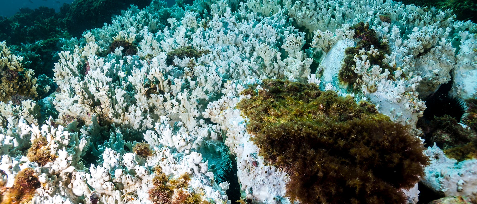 Strahlend weiße Korallenstöcke sind hübsch, aber es ist die Farbe des Todes.