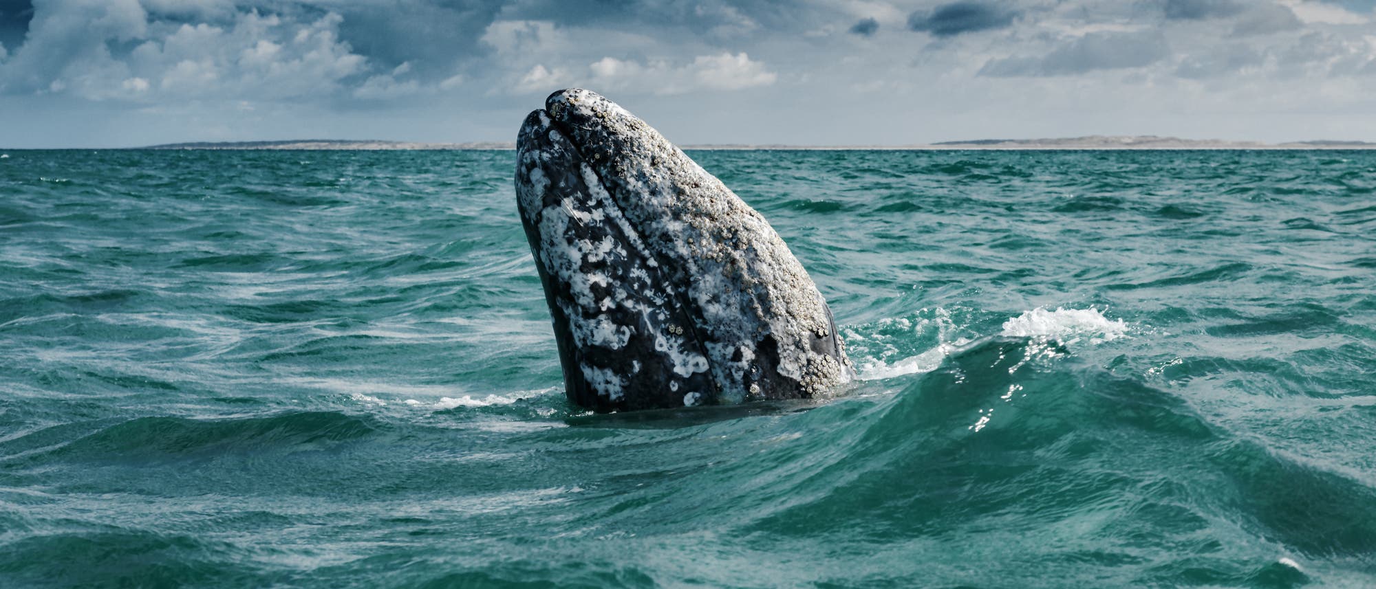 Grauwale sind an der marmorierten Oberfläche gut zu erkennen