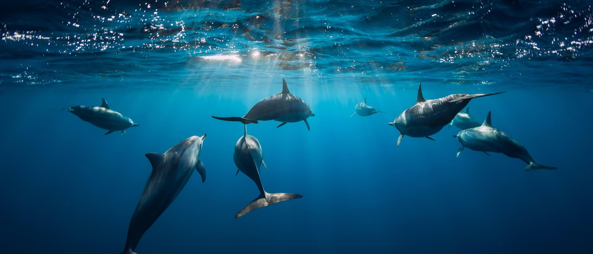 Gruppe von Delfinen