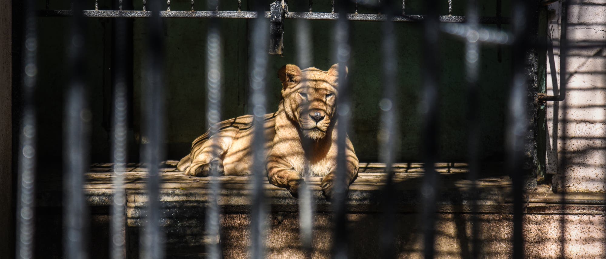 Löwin in einem Käfig